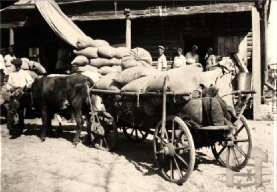 Прийом зерна від селян на зсипному пункті «Союз хліба». Кагарлик. 1932 рік