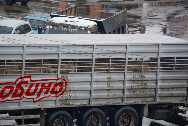 Після того, як центром Кагарлика проїжджають свинвози, спацифічний "аромат" ще довго лоскоче носа перехожим