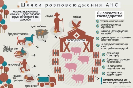 Африканська чума свиней : шляхи розровсюжження
