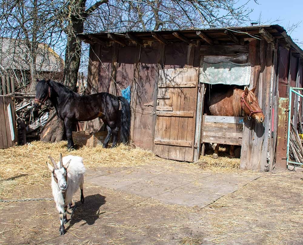 Коні в Кагарлику 1