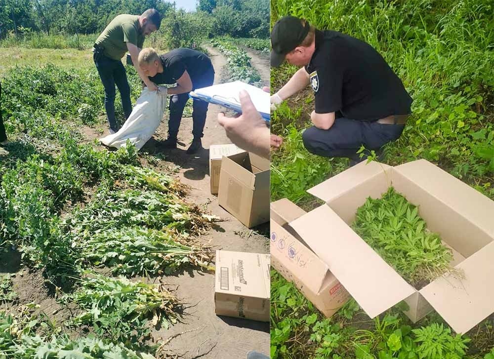 Кагарлицькі поліцейські знищили посіви конопель і маку