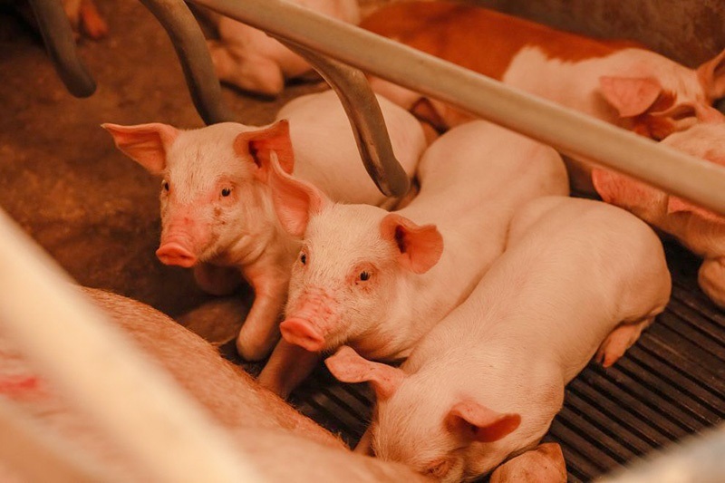 На Кагарличчині Дан-Фарм Україна спеціалізується на репродукції та дорощуванні свиней