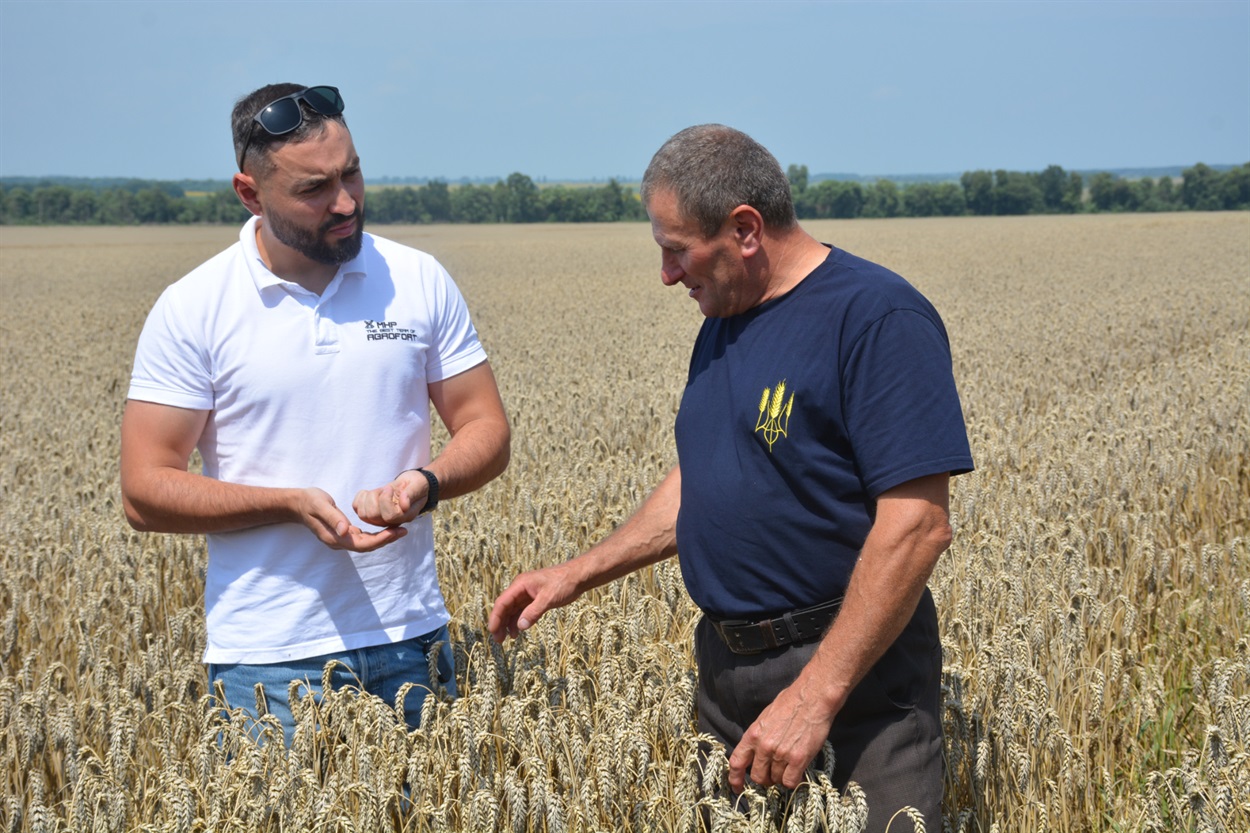 Андрій Воробчак та Віктор Чайківський перевіряють якість зерна