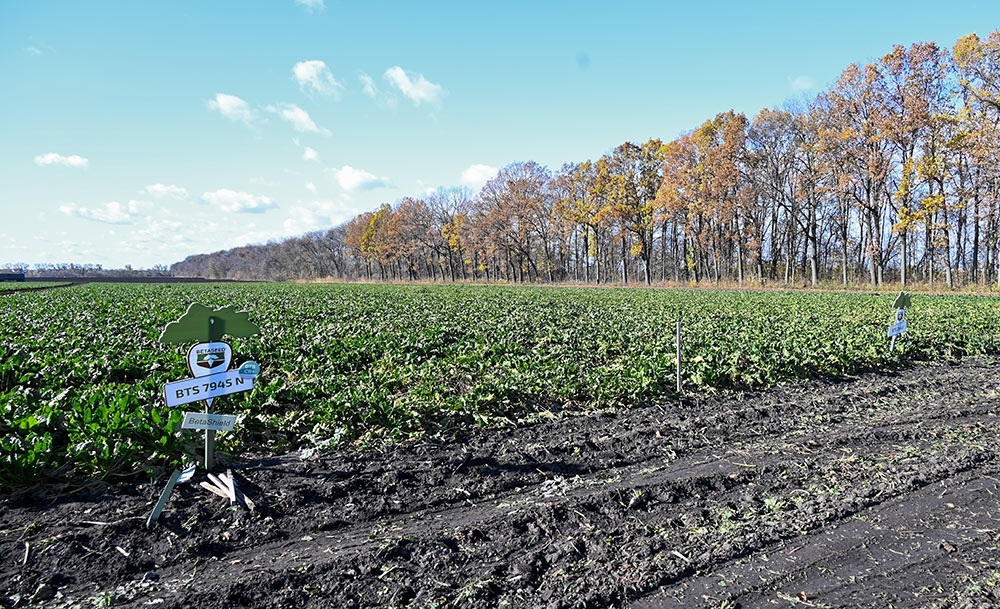 Демонстраційні ділянки гібридів цукрових буряків у ФГ "Широкоступ"
