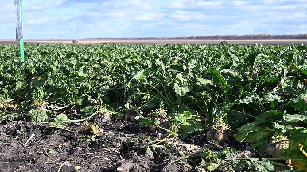 Цукристі у ФГ "Широкостпуп" як на підбір