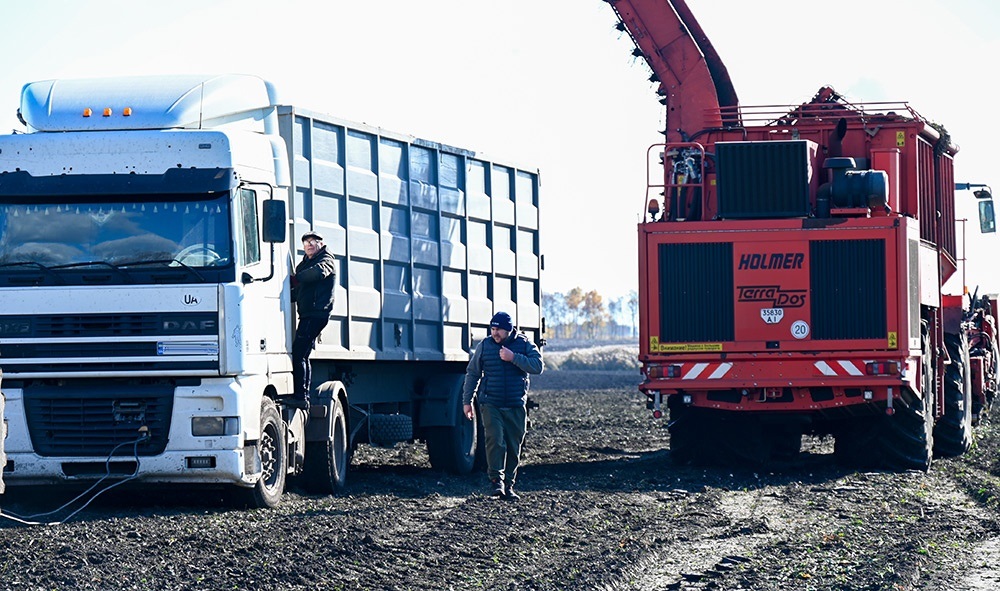 Цього року затримки із транспортуванням солодких коренів із полів ФГ "Широкоступ" до Шамраївського цукрозаводу немає