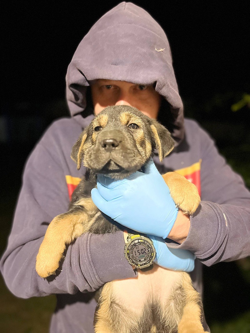 Це Гаррі, він знайшов домівку у батьків чоловіка Анастасії