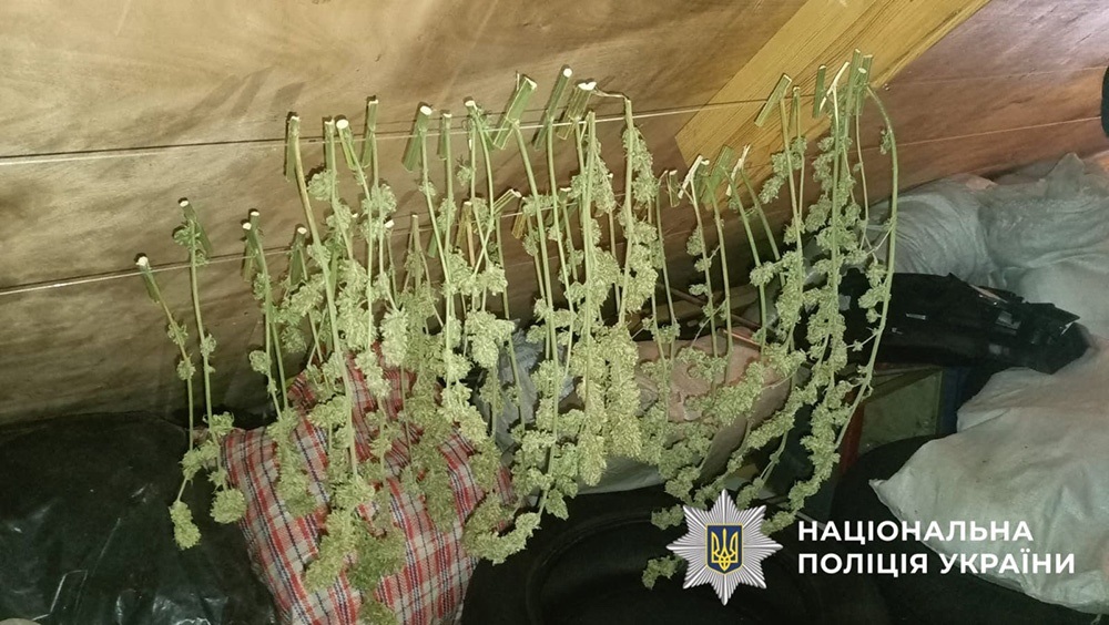Поліція виявила у жителі Ржищіщвини наркозілля