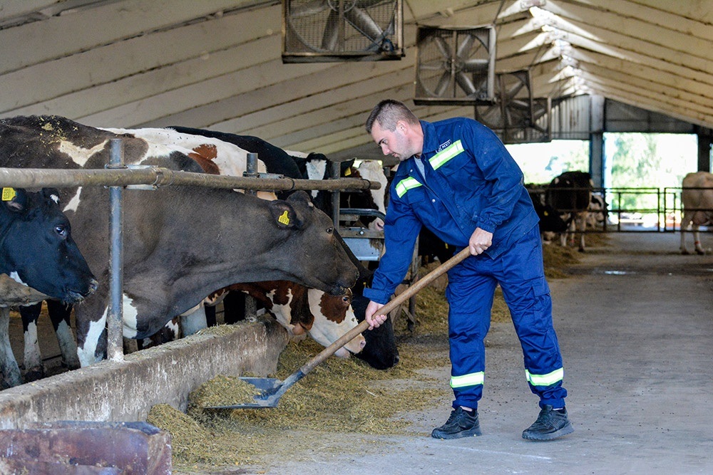 Високі показники в тваринництві Центрального Хабу МХП - результат щоденної праці людей на фермах
